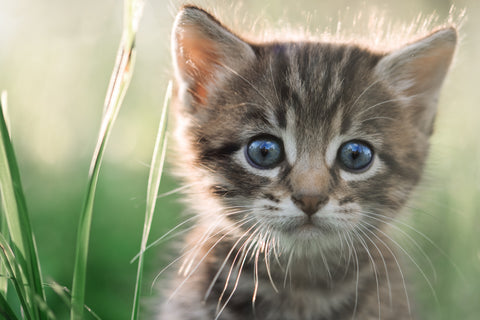 New Kitten Essentials